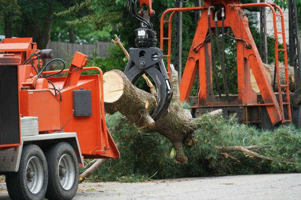 Seasonal Cleanup (Spring/Fall) in Oakdale, CA