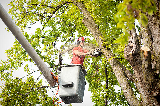 Best Tree Removal  in Oakdale, CA