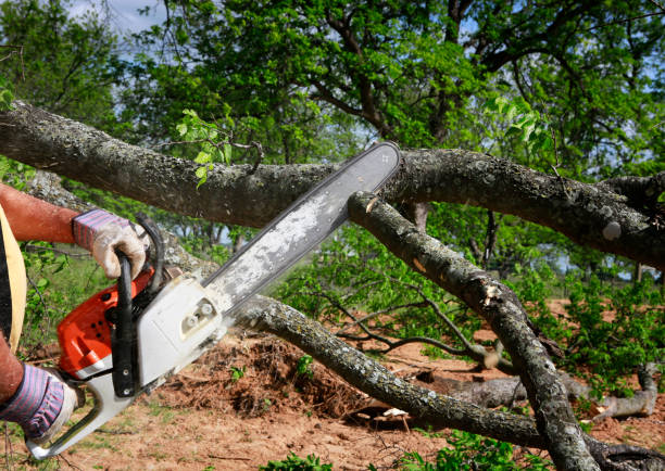 Professional Tree Care Services in Oakdale, CA